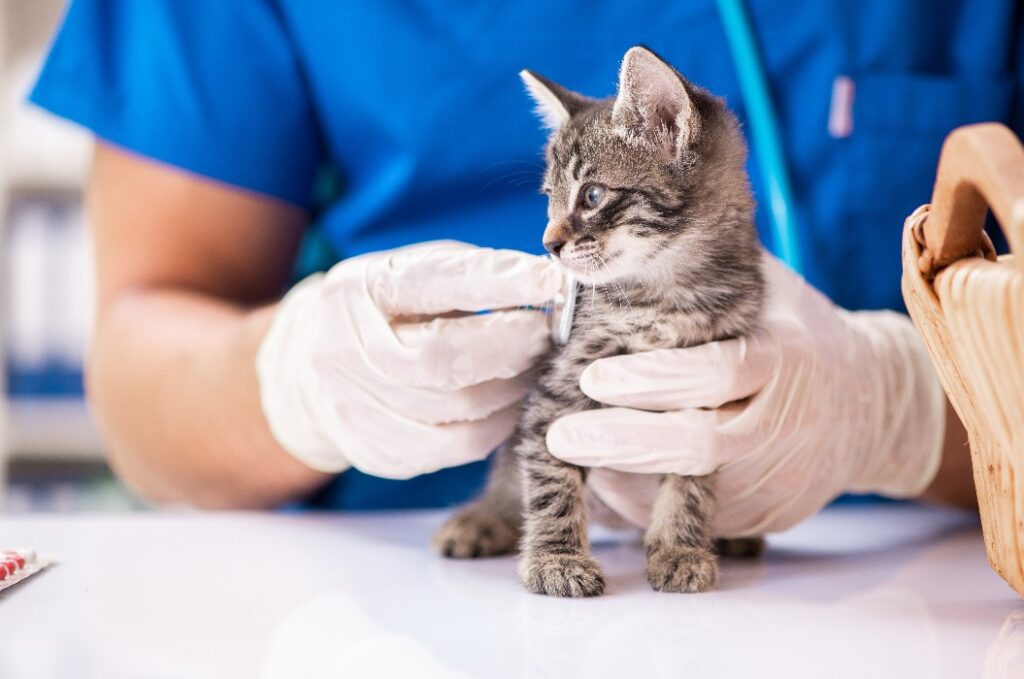 Tierarzt untersucht Kätzchen in einer Tierklinik