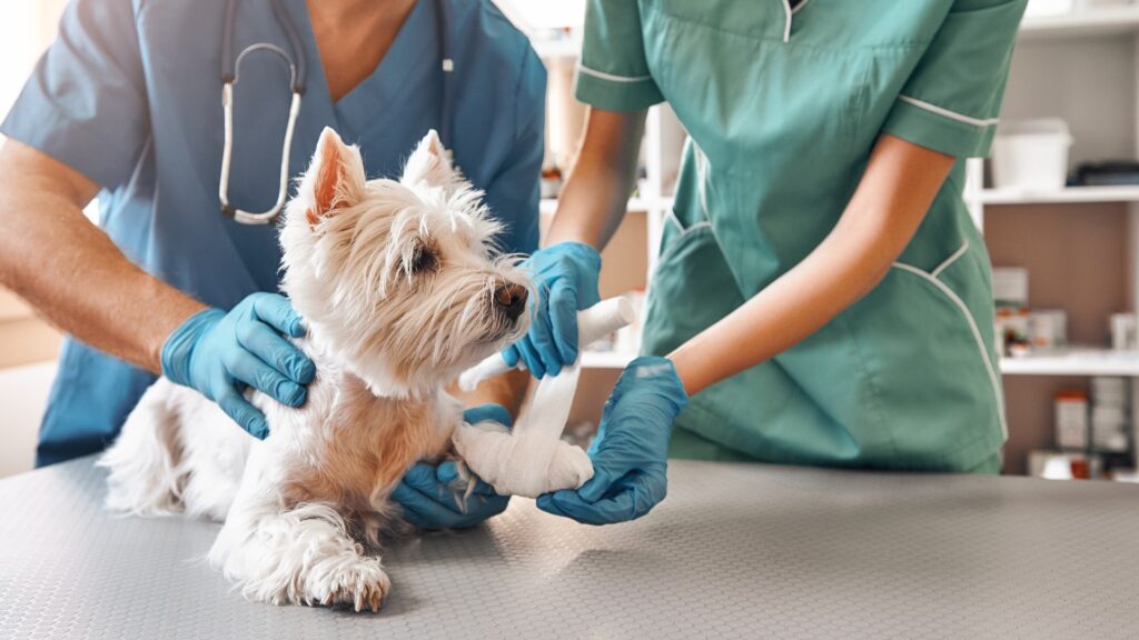 Wir stehen Ihnen jederzeit gerne zur Verfügung. Ein Team aus zwei Tierärzten in Arbeitskleidung verbindet die Pfote eines kleinen Hundes, der auf dem Tisch in der Tierarztpraxis liegt.