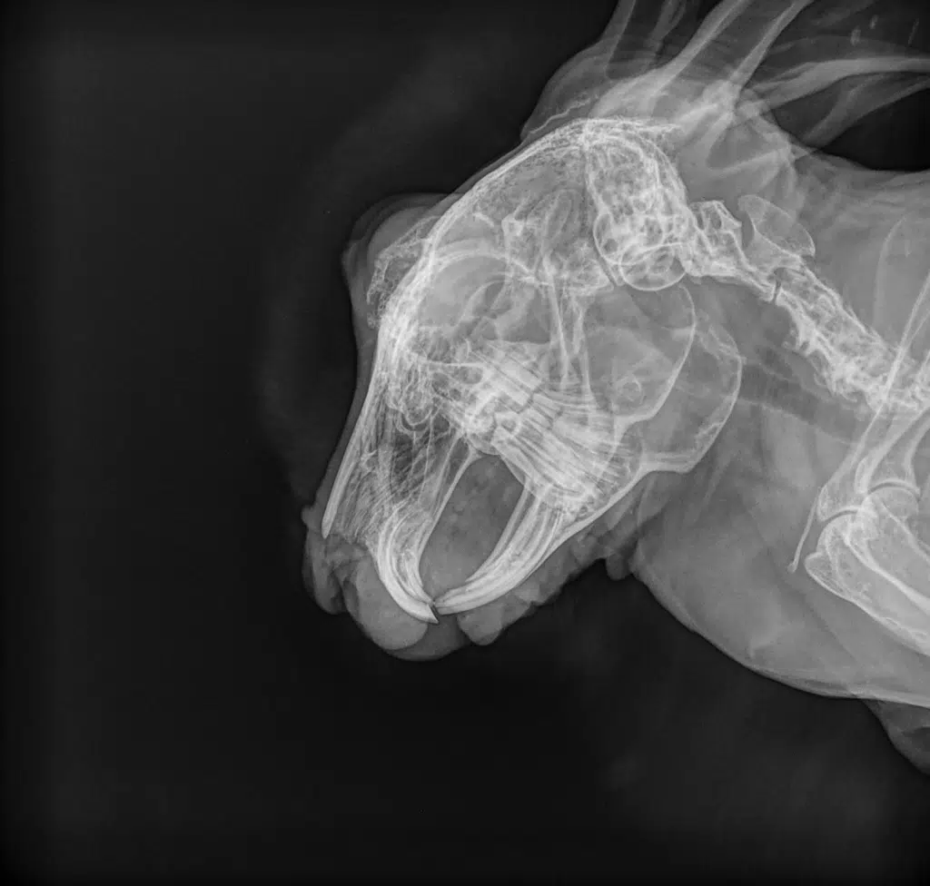 Roentgenaufnahme eines Tierschaedels in Schwarzweiss mit sichtbaren Zaehnen