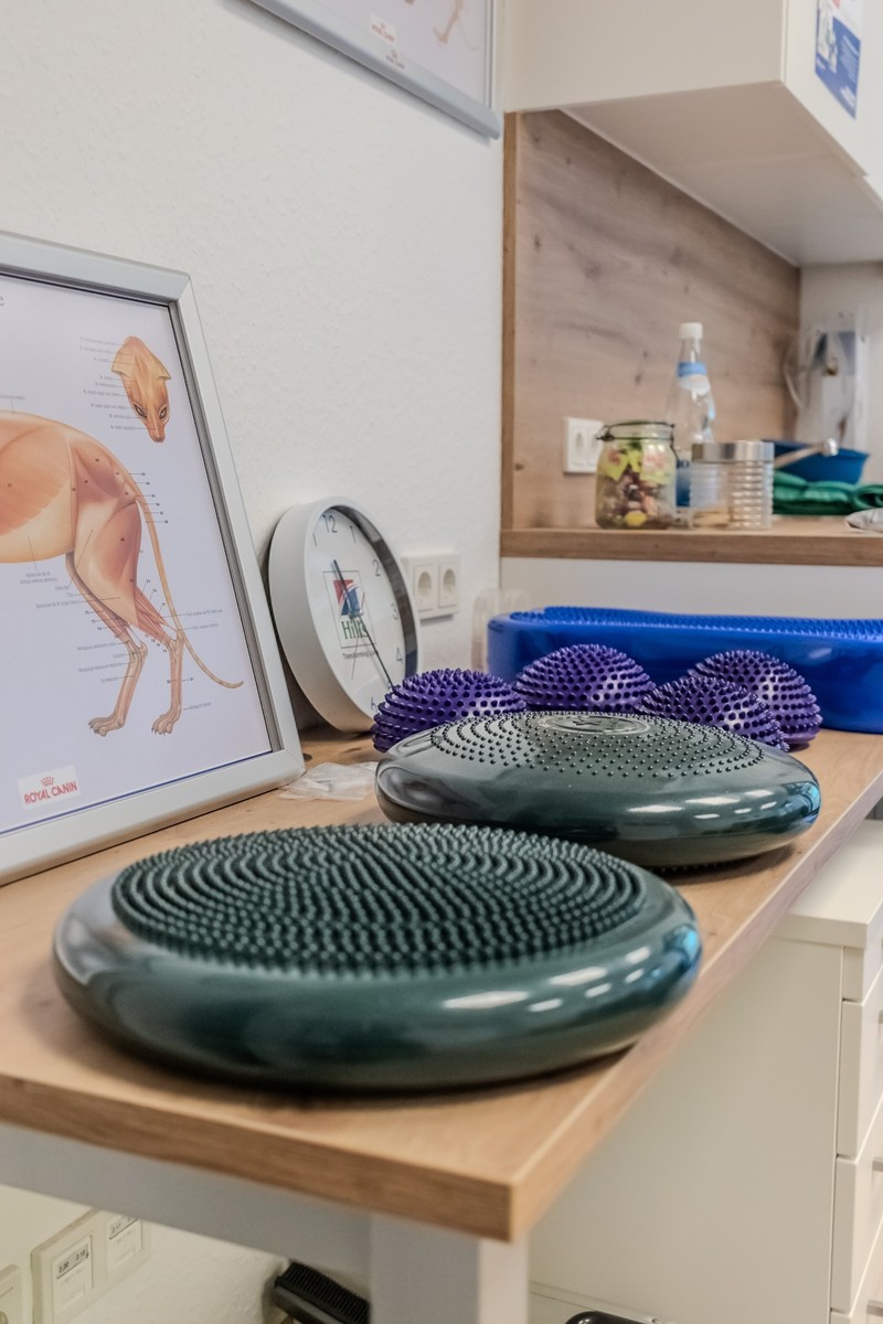 Gruene Balancekissen und lila Igelbaelle auf Holzregal in einer Tierphysiotherapie