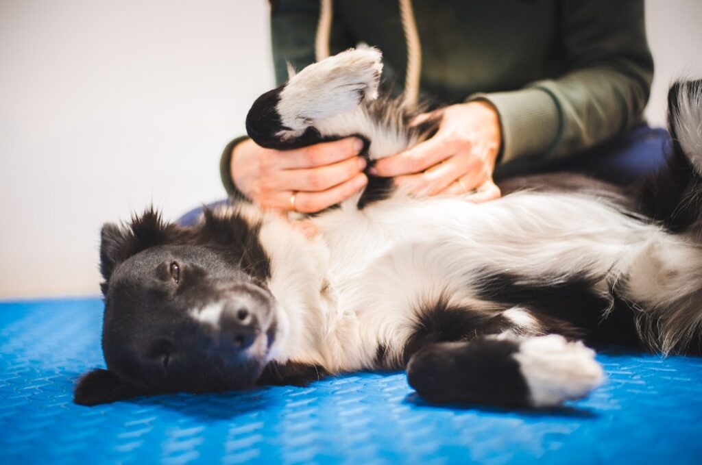 Ein Border-Collie während einer Massage durch einen Tierphysiotherapeuten sowie während einer Untersuchung