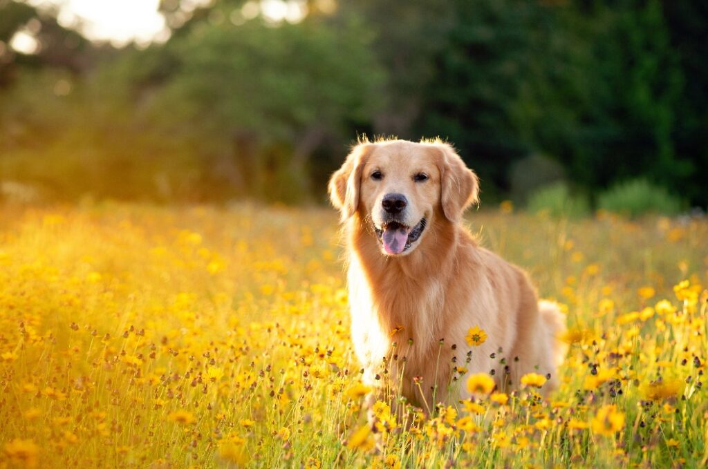 Ein Golden Retriever auf einer Wiese mit gelben Blumen. Ein wunderschöner Hund