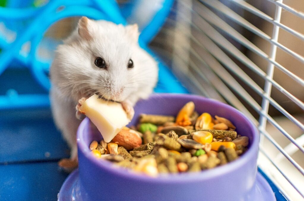 Ein Hamster, der in seinem Käfig frisst.