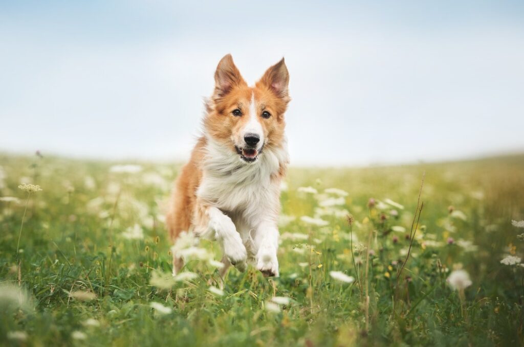 Ein roter Border Collie, der über eine Wiese rennt