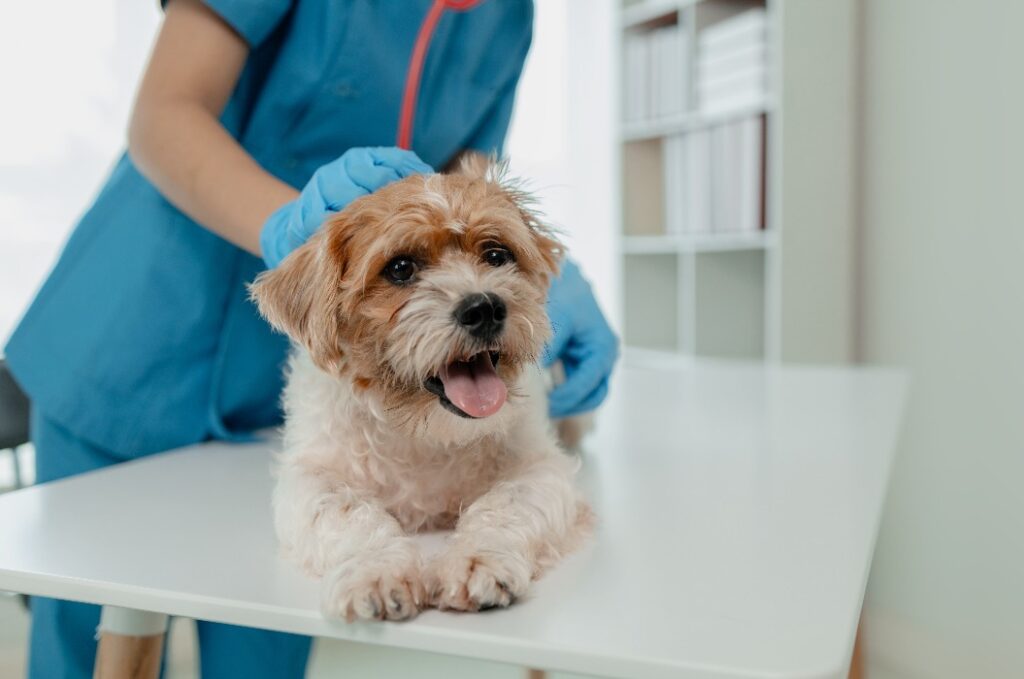 Ein Tierarzt arbeitet in einer Tierklinik. Ein Tierarzt untersucht einen Hund, um festzustellen, an welcher Krankheit er leidet. Der kleine Hund wurde von einem Tierarzt in einer Klinik untersucht.