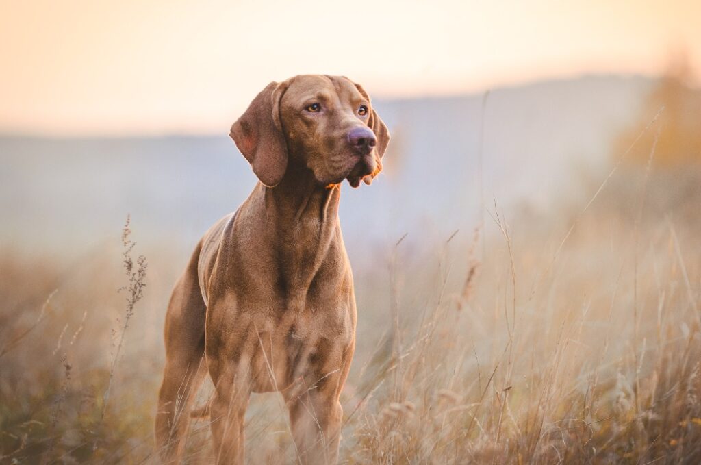 Ein ungarischer Vizsla-Hund im Herbst auf dem Feld