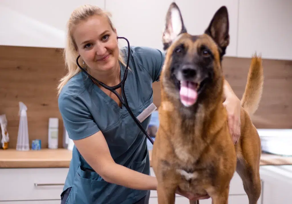 Laechelnde blonde Tieraerztin in blauer Kleidung untersucht einen Malinois