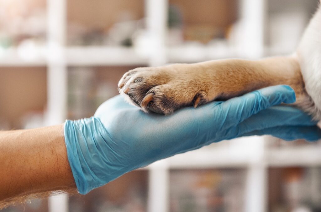 Ich bin Ihr Freund. Die Hand eines Tierarztes in einem Schutzhandschuh, die die Pfote seines Patienten hält, während er in einer Tierarztpraxis arbeitet