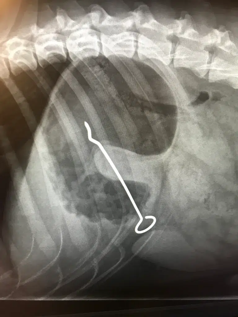 Roentgenbild eines Tieres mit verschlucktem metallischem Fremdkoerper im Bauchraum