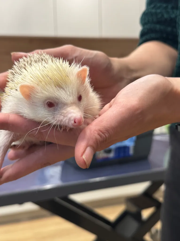 Zwei Haende halten einen neugierigen weissen Albino Igel mit rosa Nase