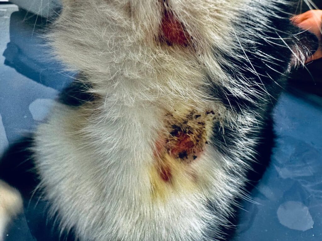 Nahaufnahme eines schwarz weissen Katzenfells mit geroeteter Hautstelle