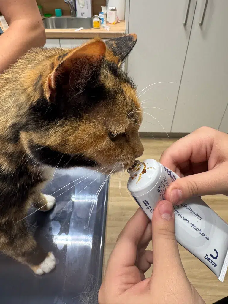 Eine getigerte Katze leckt an einer Tube mit Futtermittel die eine Hand haelt