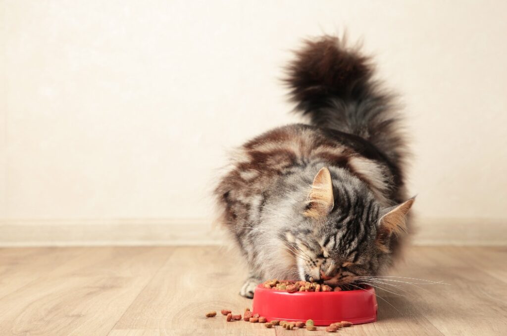 Wunderschöne Katze, die vor hellem Hintergrund Tierfutter frisst. Niedliches Haustier.