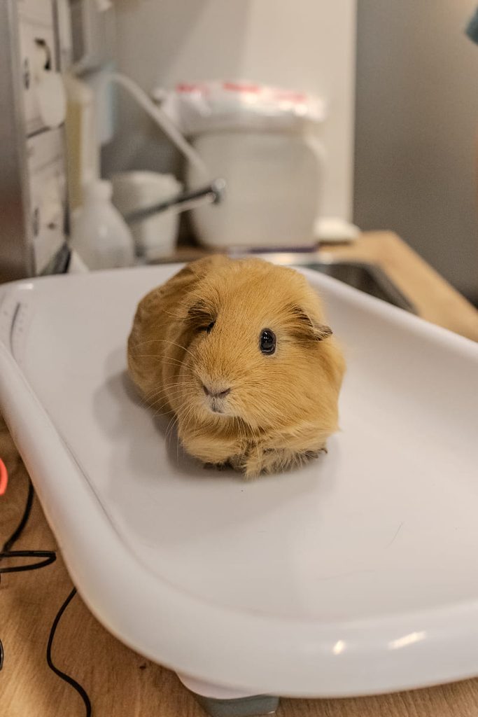 Ein neugieriges braunes Meerschweinchen sitzt aufmerksam auf einer weissen Schale