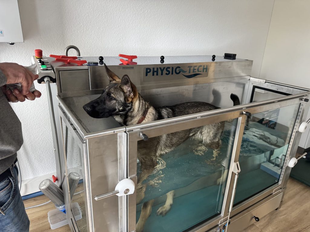 Ein aufmerksamer Schaeferhund steht im Wasserlaufband einer Physiotherapie