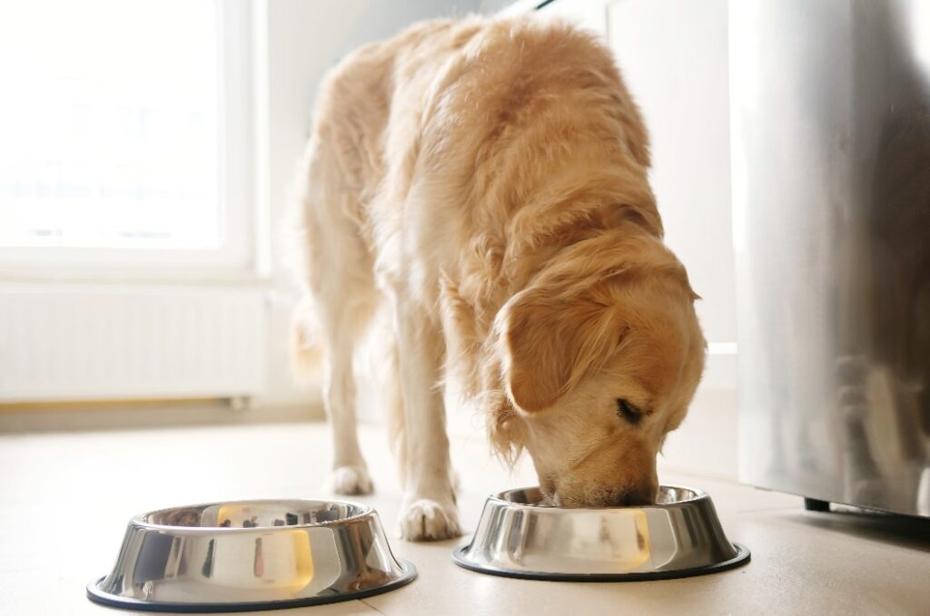 Ein entzückender Hund der Rasse Golden Retriever, der in der Küche aus einem Napf frisst