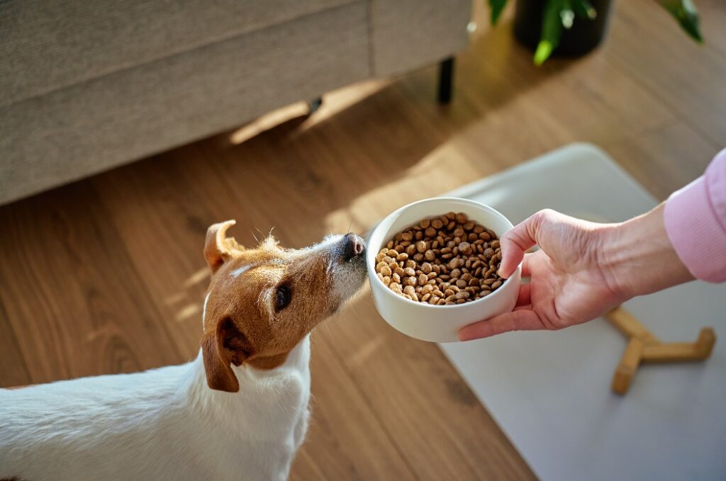 Ein Jack-Russell-Terrier, der zu Hause an seinem Fressnapf schnüffelt
