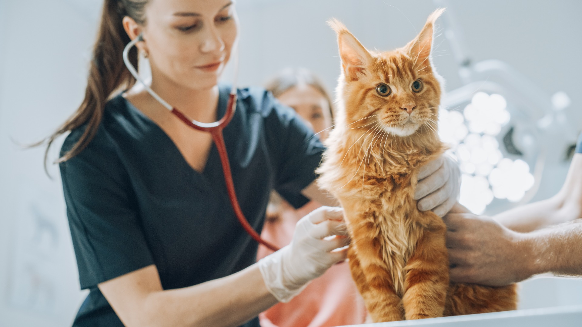 Ein lächelnder Tierarzt untersucht mit einem Stethoskop die Atmung einer Maine-Coon-Katze, die auf einem Untersuchungstisch sitzt. Der Katzenbesitzer wartet geduldig im Raum, um die rote Katze zu beruhigen. Besuch in einer Tierarztpraxis