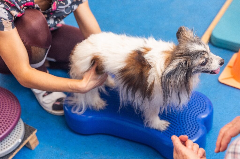 Ein Tierphysiotherapeut unterstützt einen Papillon bei Rehabilitationsübungen auf einem Gleichgewichtskissen