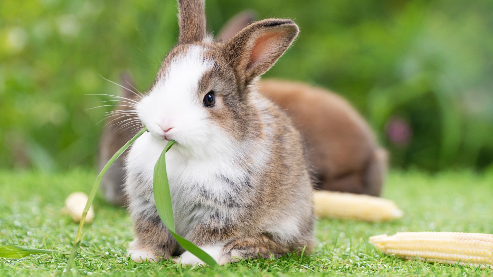 Entzückendes, kleines, flauschiges Häschen in Braun und Weiß, das hungrig frisches Gras und Bio-Babymais frisst, während es auf einer grünen Wiese vor einem Naturhintergrund sitzt. Oster-Tierkonzept mit Häschen.