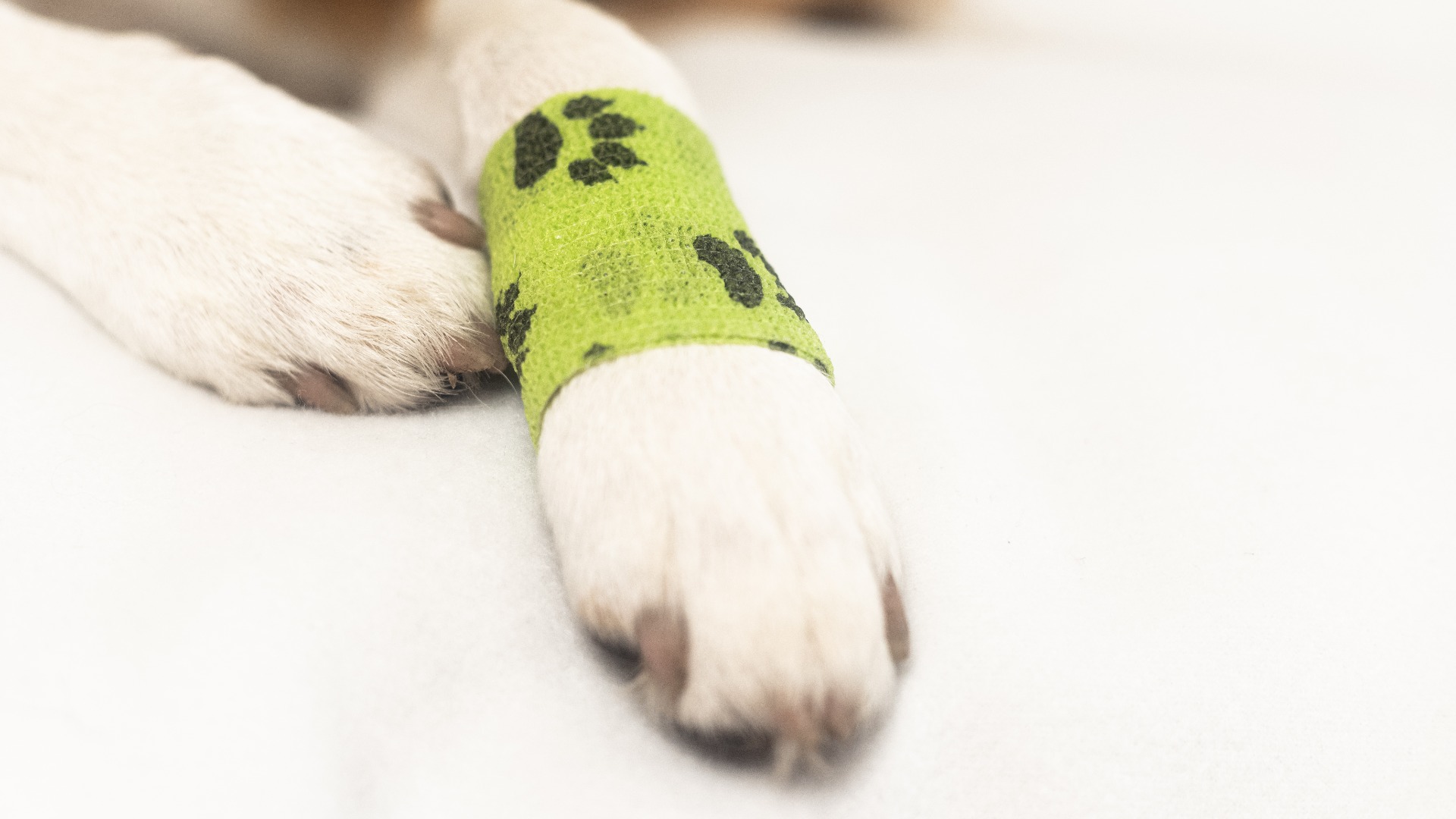 Hellbrauner Hund mit grünem Verband um verletzte Pfote