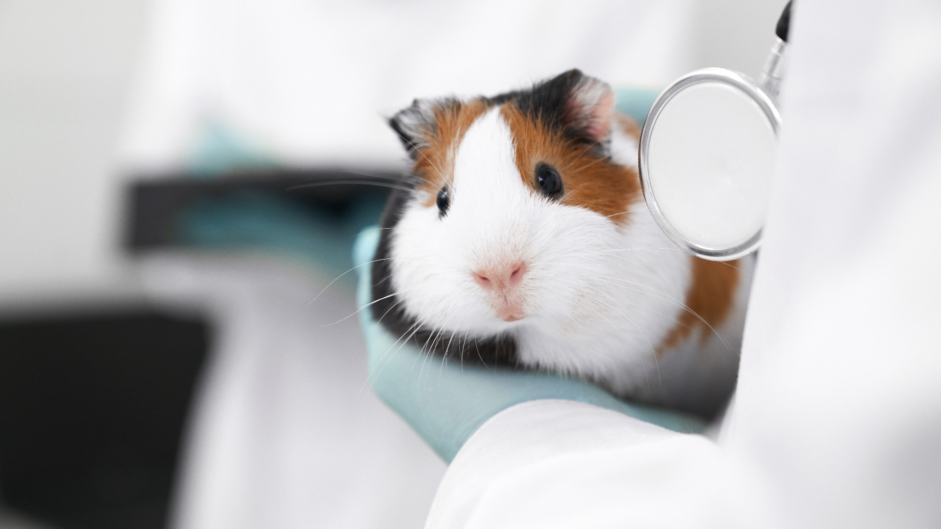 Nahaufnahme des niedlichen Hamstermäuls.