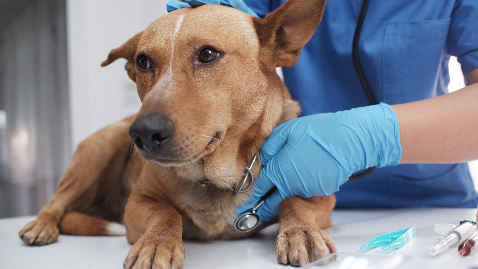 The veterinarian doctor treating, checking on dog at vet clinic