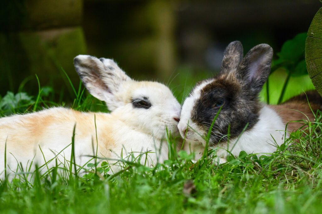 Zwei Kaninchen in Weiss und Braun kuscheln entspannt im gruenen Gras
